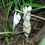 Helvellosebacina concrescens image