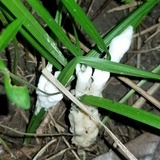 Helvellosebacina concrescens image