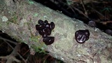 Exidia recisa image