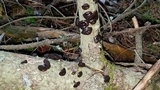 Exidia recisa image