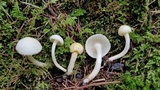 Hygrophorus chrysodon image
