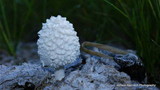 Coprinopsis nivea image