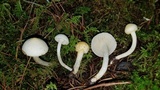 Hygrophorus chrysodon image