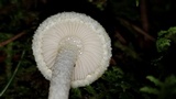 Hygrophorus chrysodon image