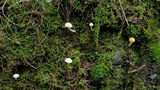 Hygrophorus chrysodon image