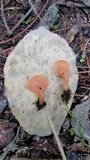 Guepinia helvelloides image