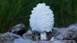 Coprinopsis nivea image