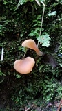 Guepinia helvelloides image