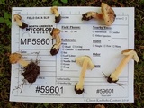 Inocybe pallida image