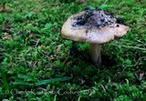 Inocybe pallida image