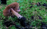 Inocybe pallida image