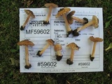 Inocybe pallida image
