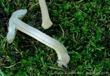 Inocybe pallida image