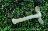 Inocybe pallida image