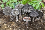Strobilomyces confusus image