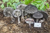 Strobilomyces confusus image