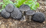 Strobilomyces confusus image