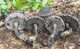 Strobilomyces confusus image