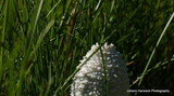 Coprinopsis nivea image