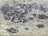 Tephromela atra var. atra image