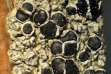 Tephromela atra var. atra image