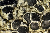 Tephromela atra var. atra image