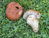 Gyroporus ballouii image