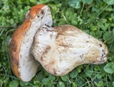 Tylopilus balloui image