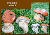 Gyroporus ballouii image