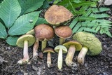 Leccinum rubropunctum image