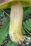 Leccinum rubropunctum image