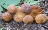 Leccinum rubropunctum image