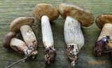 Retiboletus fuscus image
