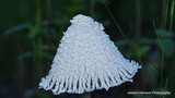 Coprinopsis nivea image