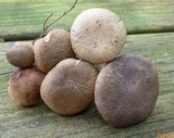 Retiboletus fuscus image