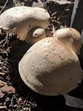 Macrocybe titans image
