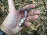 Cortinarius iodes image