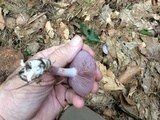 Cortinarius iodes image