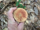 Suillus spraguei image