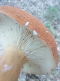 Lactarius volemus image