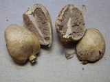 Chlorophyllum agaricoides image