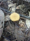 Cantharellus minor image
