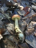 Leccinum longicurvipes image