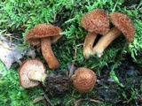 Tricholomopsis formosa image
