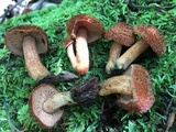 Tricholomopsis formosa image