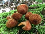 Tricholomopsis formosa image