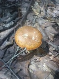 Leccinum longicurvipes image