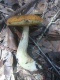 Leccinum longicurvipes image