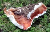 Merulius tremellosus image