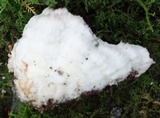 Merulius tremellosus image